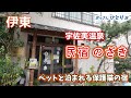 【宇佐美温泉】前から気になっていたペットも泊まれる民宿に泊まって猫と戯れうまいご飯を食べて温泉入って寝た【保護猫】