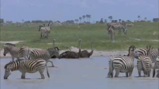 BBC Documentary 2015 Amazing Wildlife of Alaska full documentary HD‬