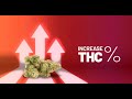 How to easily increase thc and terpenes  double potency with harvest timing seriously