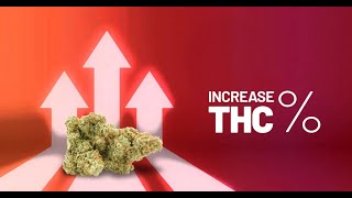How to EASILY Increase THC and Terpenes - Double Potency With Harvest Timing!!! (SERIOUSLY)