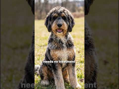 A poodle fading gene lightens black → normal. Patchy fading + hair loss + rough texture,  not good.