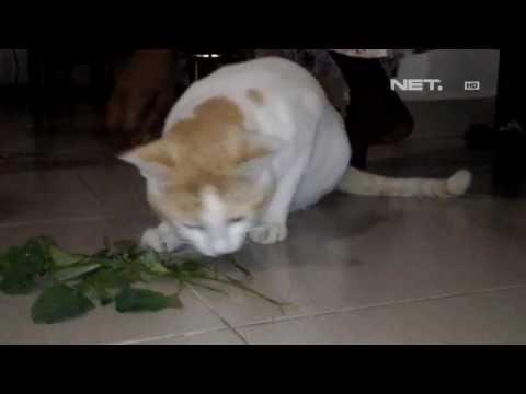 Video: Apakah Itu Tumbuhan Cakar Kucing: Cara Menjaga Kaktus Cakar Kucing