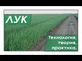 Технология выращивания лука