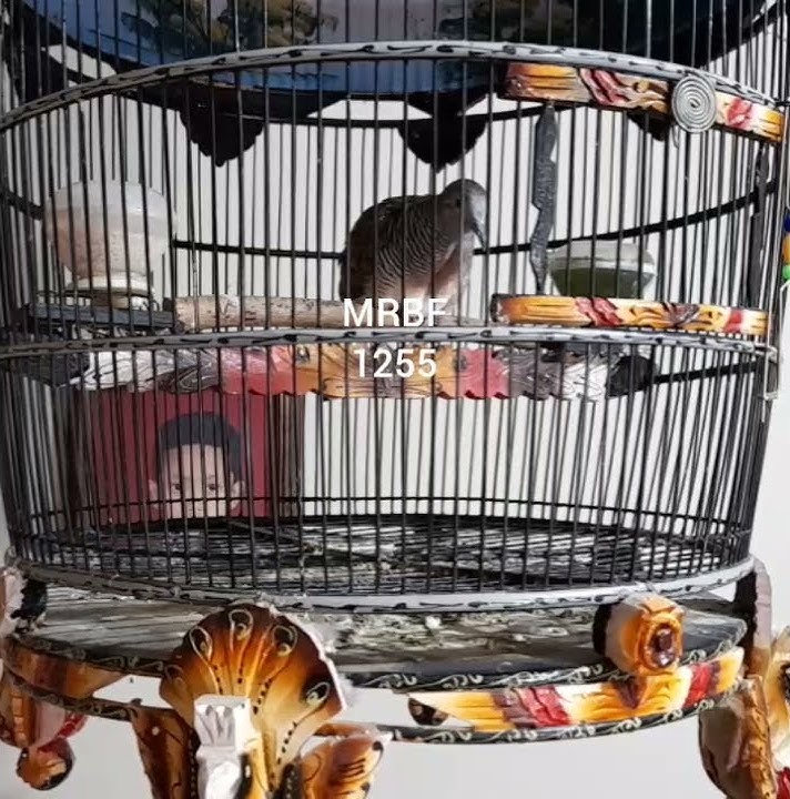 Pancingan perkutut piyik bangkok di jamin nyaut
