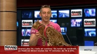 Le Chat Bengal