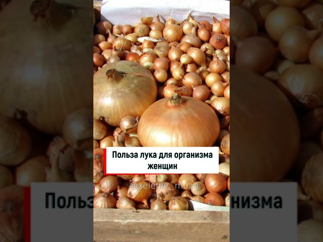 Польза лука для организма женщин