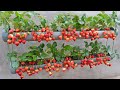 Just 1 water pipe you can grow super fruit hanging strawberries