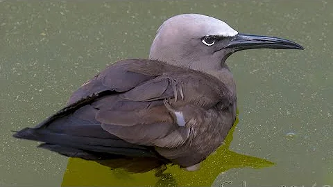 Birds and Hurricanes by Dr. Ken Meyer