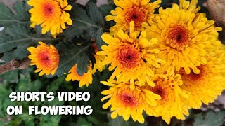 it&#39;s Morning Dude - It&#39;s Flowering Time (Shorts Video)