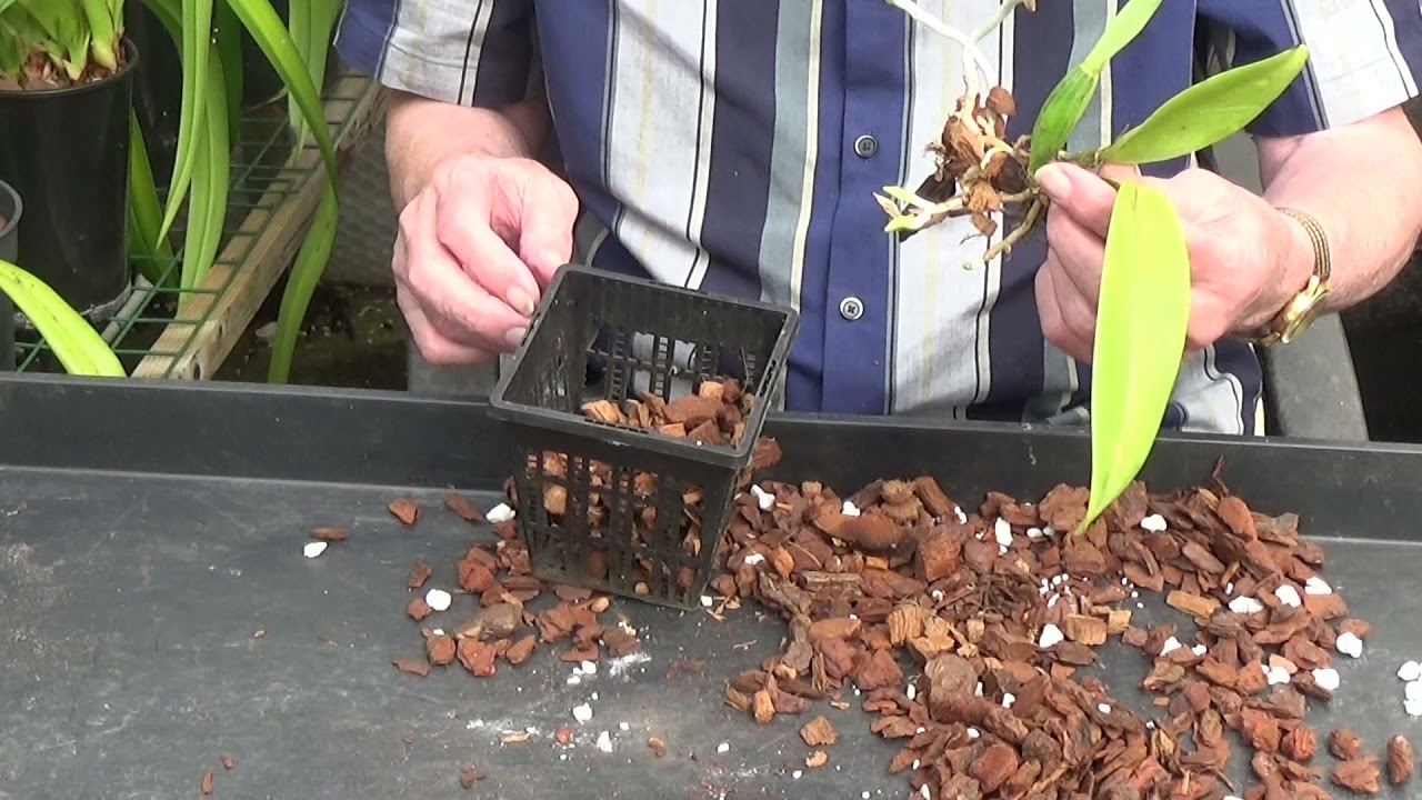 Cattleya repots.....and root trimming!!