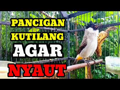Suara burung Kutilang Gacor Memanggil Lawan kutilang Liar langsung datang