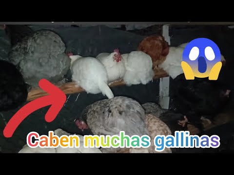 Video: Percha de bricolaje para gallinas. ¿Cómo hacer una percha para gallinas?