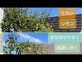 【剪定】レモン・ミカンを少し低くし風通し良く、安全に【年一～二回やっています】