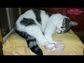 8 Stunden Katzenschnurren. Eine gültige Schlafhilfe