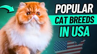 Top 10 Most Popular Cat Breeds in USA