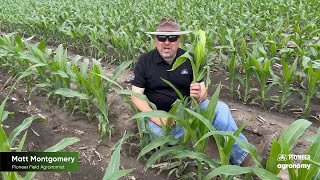 Symptoms of Rapid Growth Syndrome in Corn
