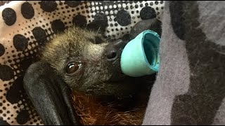Outraged baby flyingfox is rescued:  this is Dingo