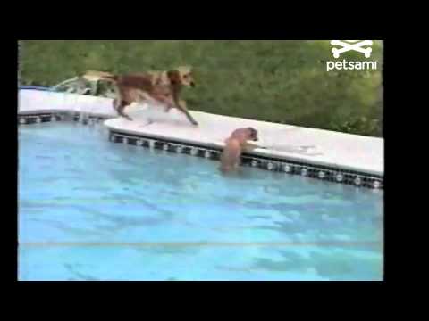 დედობრივი ინსტიქტი