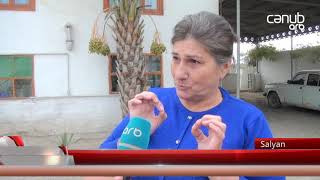 Salyanda Xurma Ağacı 23 Ildən Sonra Bar Verdi