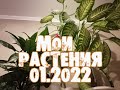 Мои комнатные растения январь 2022 года