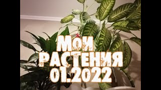 Мои комнатные растения январь 2022 года