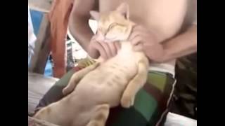 Смешные коты. Милые коты Смешные коты. Милые коты