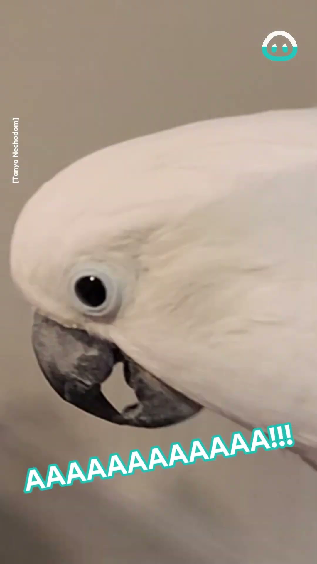 Cockatoo's Nightly Spinning Screams || ViralHog
