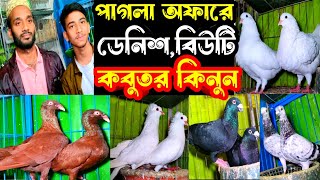 সবচেয়ে কমদামে ডেনিশ,কিং,হাউজ পিজন কবুতর কিনুন | বাকবাকুম পায়রা | Pigeon |