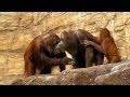 震度4の地震！その時、多摩動物公園のオランウータンは・・・ Reaction of Orangutan…