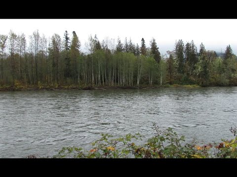 Enjoying Nature: Skagit River | Bald Eagle