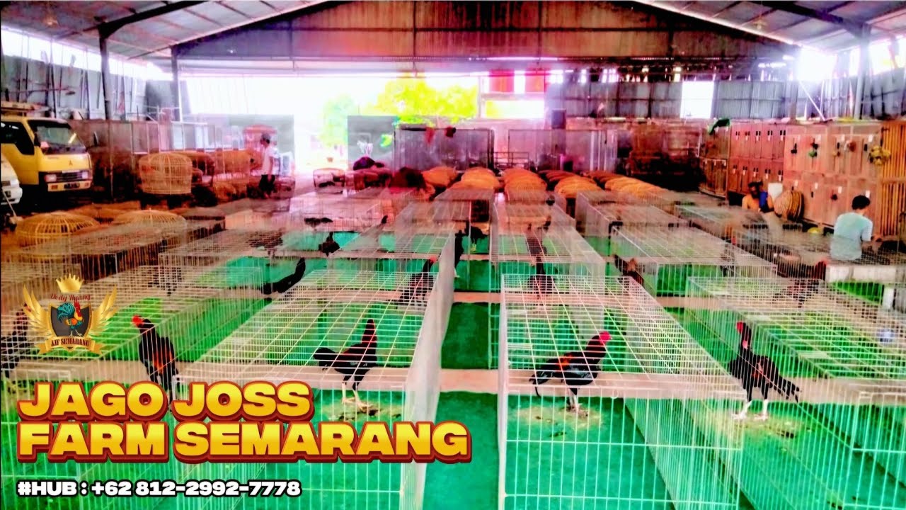 Review 4y4m Jenis KOY Usi4 7 Bul4n Up di Jago Joss Farm Semarang