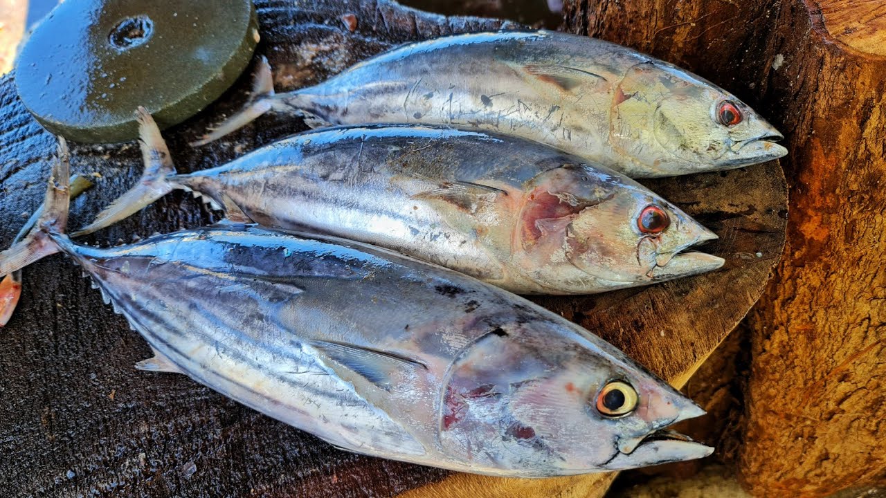 ⁣Huge Skipjack Tuna Fish Cutting Skill | Mr.Sampath