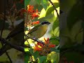 Get Ready for the BIRD SOUND of the Black-fronted Bushshrike! 🌳🐦🔉 #shorts