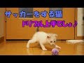 子猫はじめてのボール遊び　～豆大福7話目～