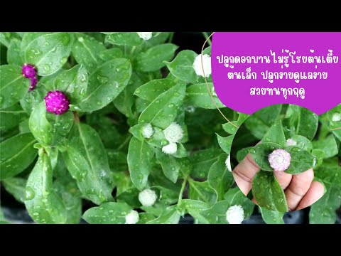 วีดีโอ: Growing Globe Amaranth - เคล็ดลับการดูแลลูกโลกดอกบานไม่รู้โรย