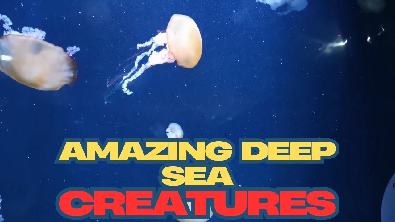 23 AMAZING SEA CREATURES THAT YOU KIDS WILL LOVE