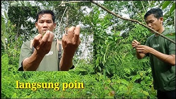 poin lagi mikat burung menggunakan suara burung ribut MP3 || part 1