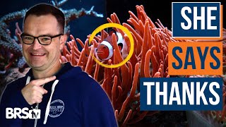 3 Ways to Cycle Your Saltwater Tank FAST (Or Slow) & More! EP: 17 screenshot 3