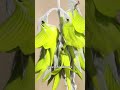 #facts #birdflower #greenbirdflower #crotalariacunninghamii #factsshorts#shortfeeds #shorts