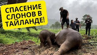 Вчера.Спасение слонов в Таиланде. НОВОСТИ (news).