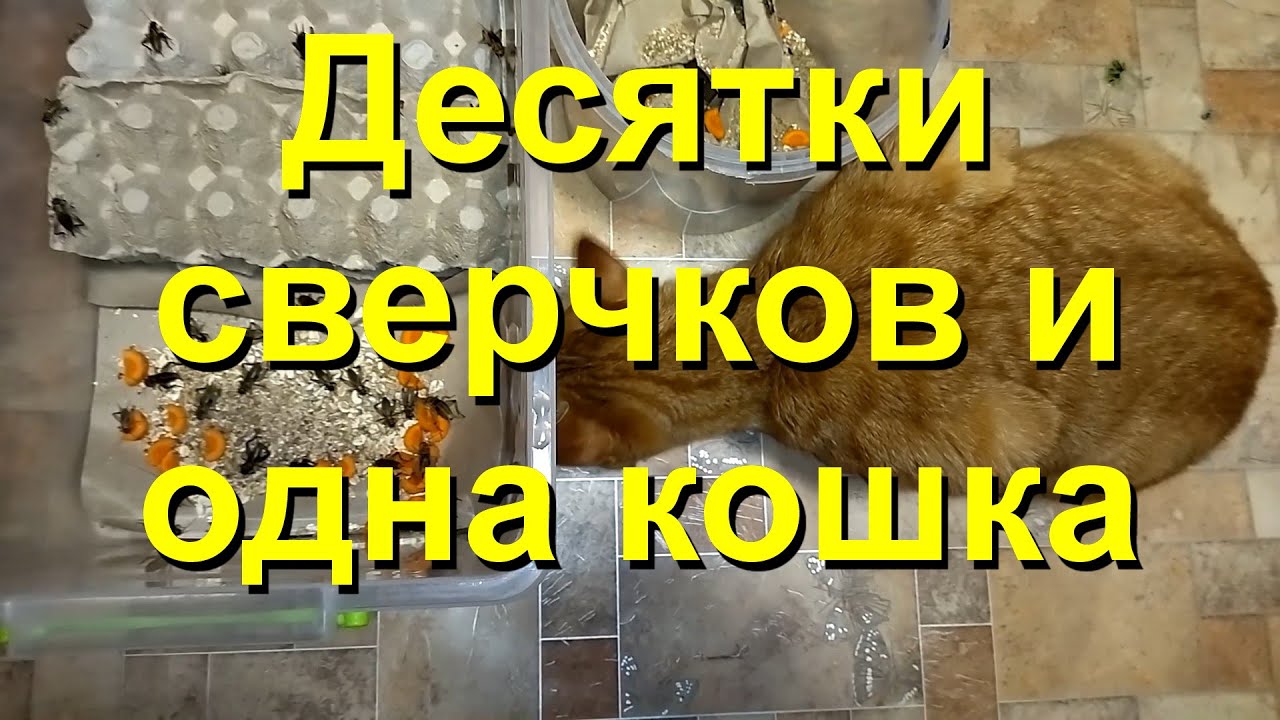 Банановые сверчки - наши питомцы