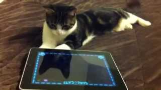 Kitten playing with iPad