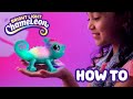 Little live pets  bright light chameleon how to care and play