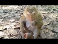 ROSE Is A Beautiful Monkey Good Breasts Rose Langmonkey 