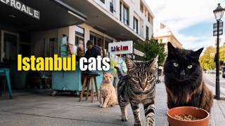 Istanbul Street Cats 🐱 | Minutes of Peace and Good Vibes