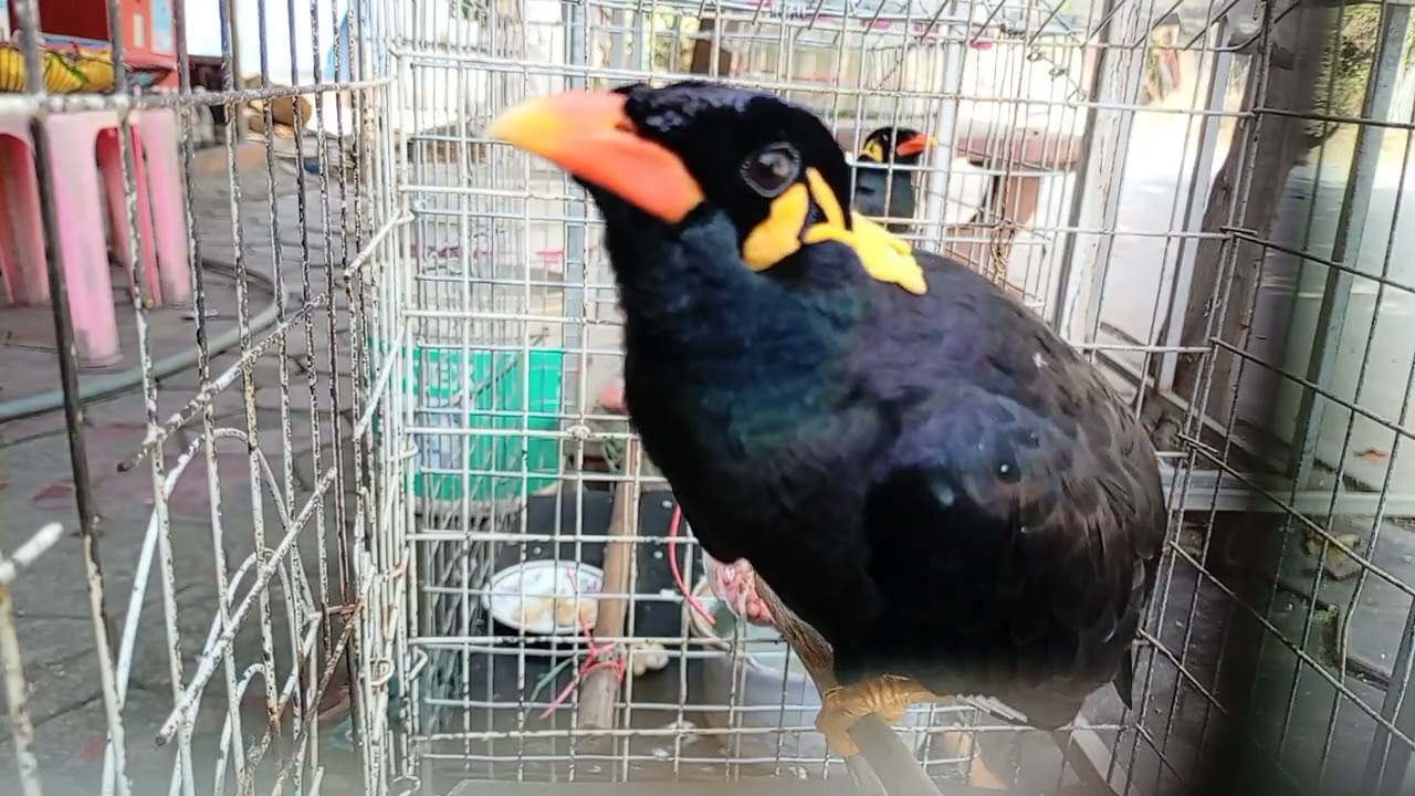 Sarika​ keo​ voung,​birds,​clip10​full​ part2, #birds#pet,#Talkingbirds,​#smartbird,#Animals,#BORABo