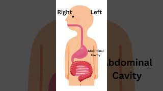 Digestion of Food in the Stomach: Human Digestive System