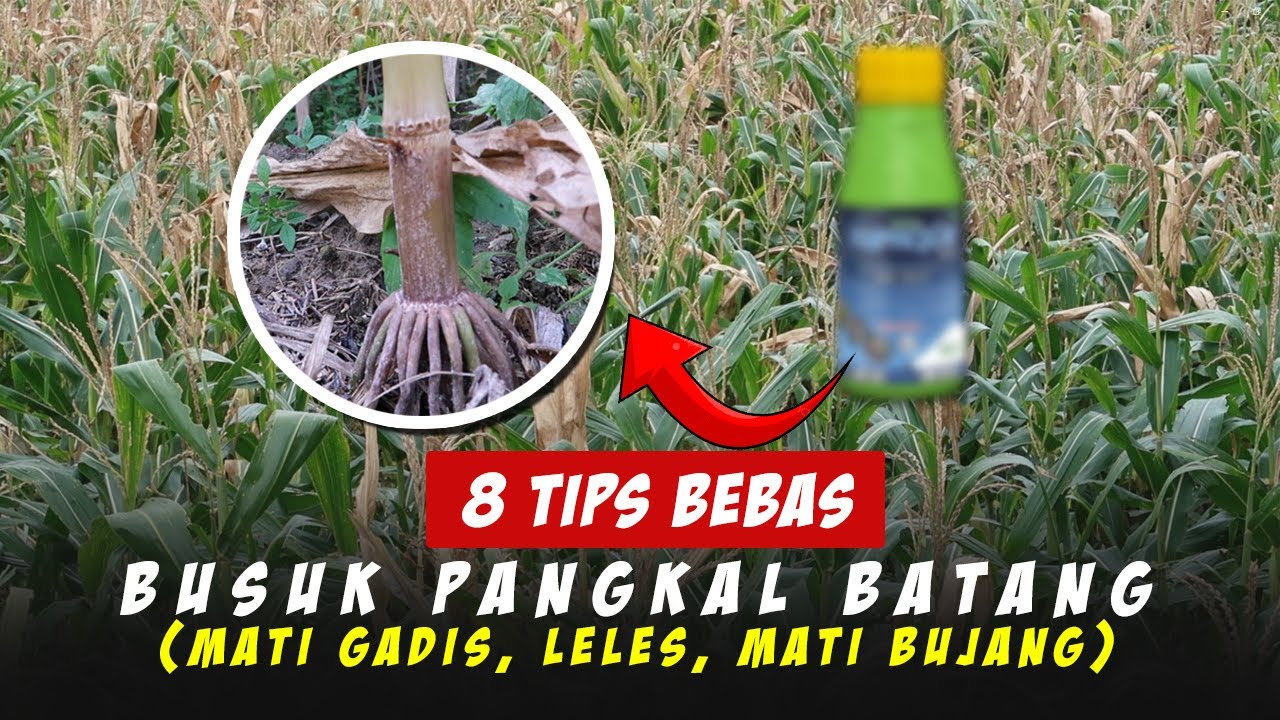 Mengatasi Leles Busuk Pangkal Batang Mati Gadis pada Jagung