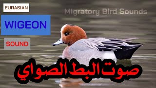 صوت البط الصواي [قلوج] || EURASIAN WIGEON SOUND