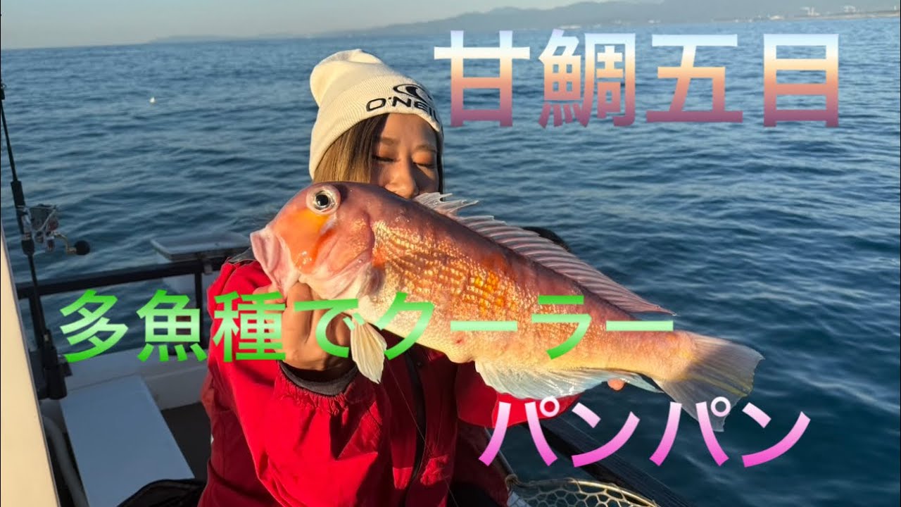 甘鯛シーズン到来‼️多魚種も連発クーラーパンパン